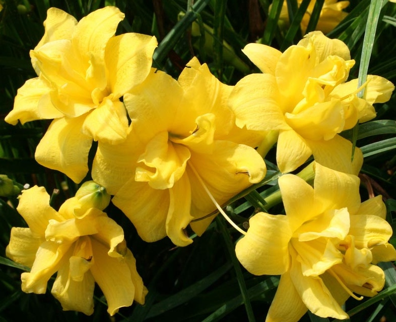 YELLOW BOUQUET - Click Image to Close